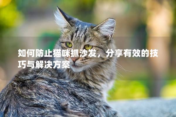 如何防止猫咪抓沙发，分享有效的技巧与解决方案
