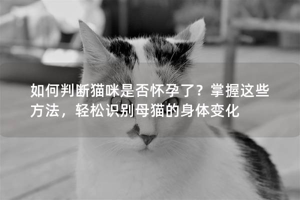 如何判断猫咪是否怀孕了？掌握这些方法，轻松识别母猫的身体变化