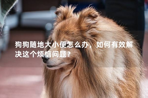 狗狗随地大小便怎么办，如何有效解决这个烦恼问题？