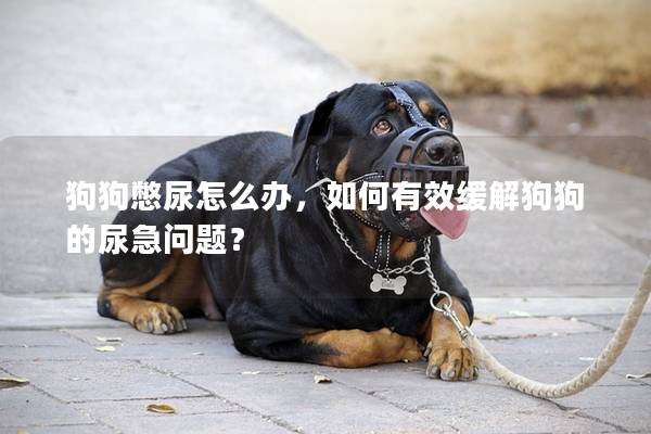 狗狗憋尿怎么办，如何有效缓解狗狗的尿急问题？
