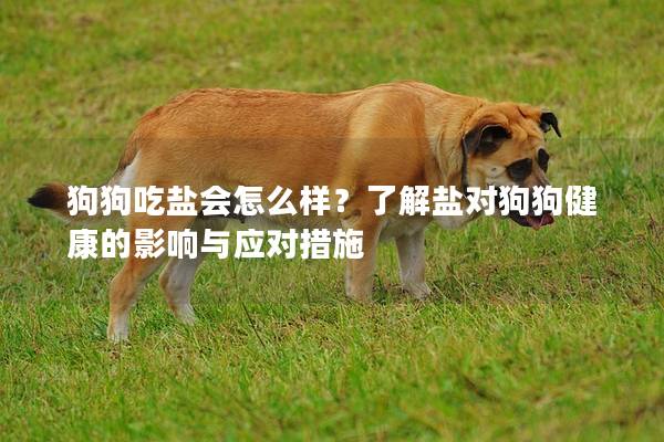 狗狗吃盐会怎么样？了解盐对狗狗健康的影响与应对措施