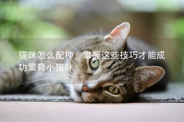 猫咪怎么配种，掌握这些技巧才能成功繁育小猫咪