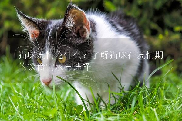 猫咪发情吃什么？了解猫咪在发情期的饮食需求与选择