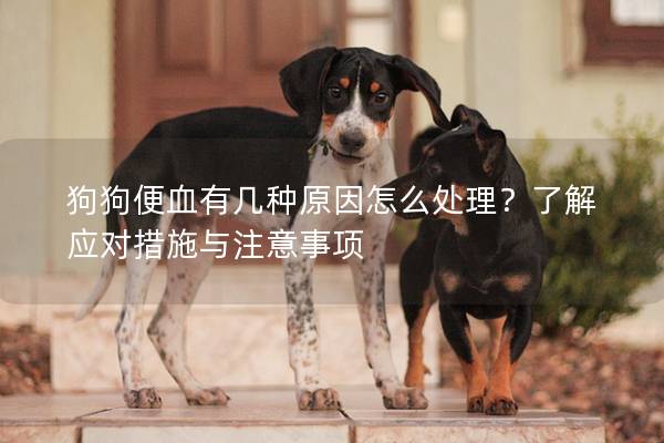 狗狗便血有几种原因怎么处理？了解应对措施与注意事项