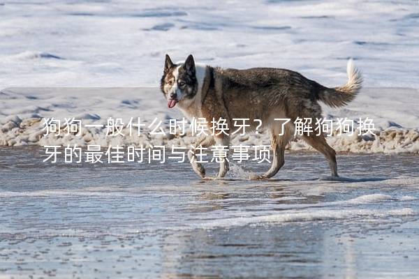 狗狗一般什么时候换牙？了解狗狗换牙的最佳时间与注意事项