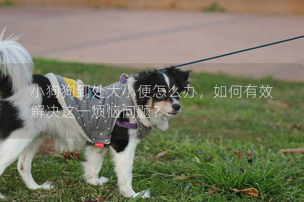 小狗狗到处大小便怎么办，如何有效解决这一烦恼问题？