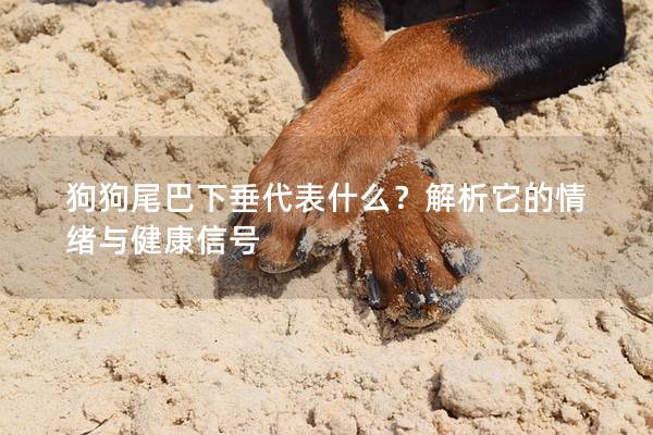 狗狗尾巴下垂代表什么？解析它的情绪与健康信号