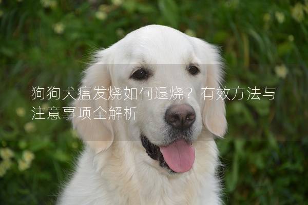 狗狗犬瘟发烧如何退烧？有效方法与注意事项全解析
