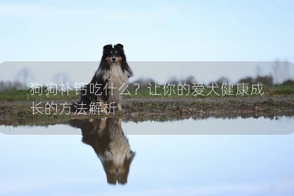 狗狗补钙吃什么？让你的爱犬健康成长的方法解析
