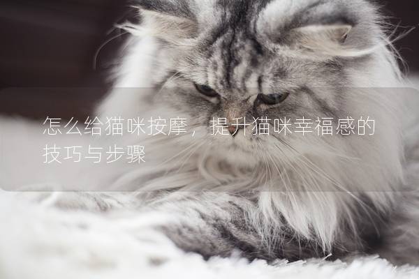 怎么给猫咪按摩，提升猫咪幸福感的技巧与步骤