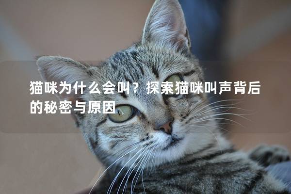 猫咪为什么会叫？探索猫咪叫声背后的秘密与原因