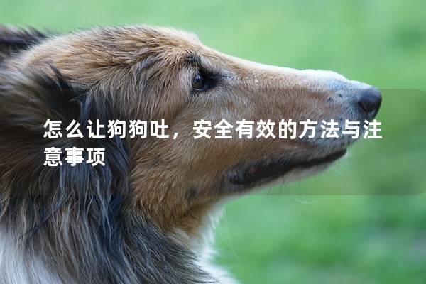 怎么让狗狗吐，安全有效的方法与注意事项