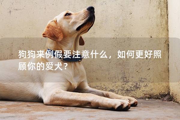 狗狗来例假要注意什么，如何更好照顾你的爱犬？