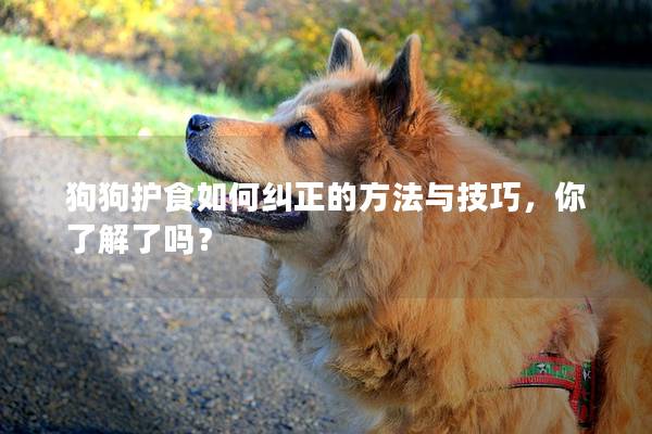 狗狗护食如何纠正的方法与技巧，你了解了吗？