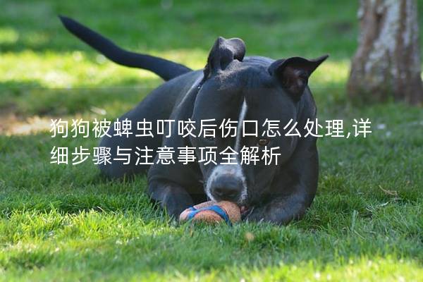 狗狗被蜱虫叮咬后伤口怎么处理,详细步骤与注意事项全解析