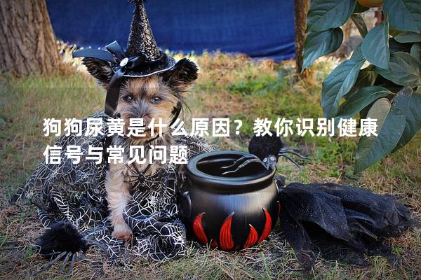 狗狗尿黄是什么原因？教你识别健康信号与常见问题
