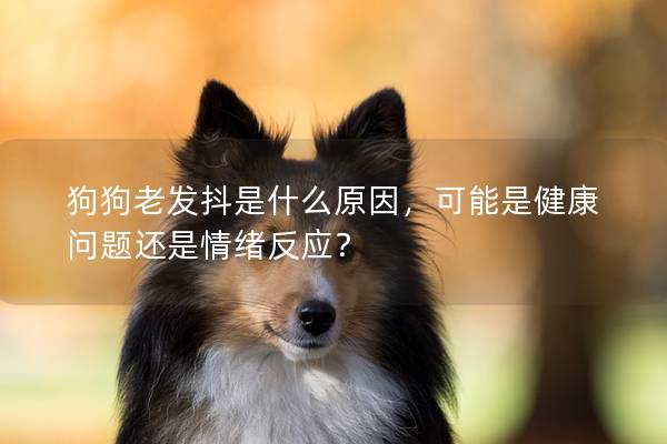 狗狗老发抖是什么原因，可能是健康问题还是情绪反应？