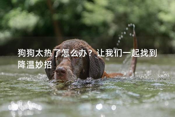 狗狗太热了怎么办？让我们一起找到降温妙招