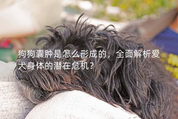 狗狗囊肿是怎么形成的，全面解析爱犬身体的潜在危机？