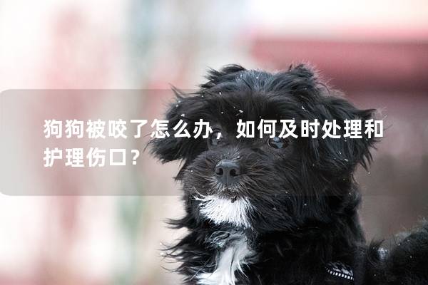 狗狗被咬了怎么办，如何及时处理和护理伤口？