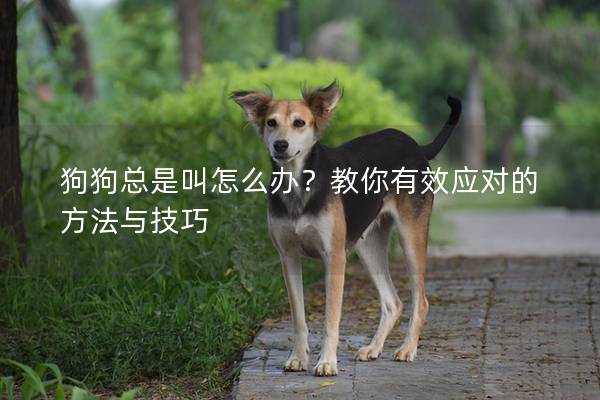 狗狗总是叫怎么办？教你有效应对的方法与技巧