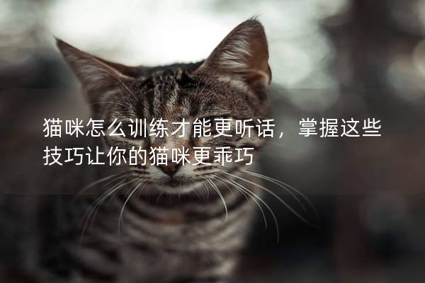 猫咪怎么训练才能更听话，掌握这些技巧让你的猫咪更乖巧