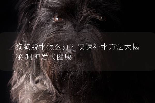 狗狗脱水怎么办？快速补水方法大揭秘,呵护爱犬健康