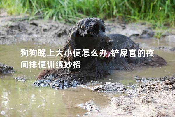 狗狗晚上大小便怎么办,铲屎官的夜间排便训练妙招