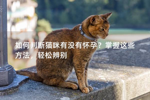 如何判断猫咪有没有怀孕？掌握这些方法，轻松辨别