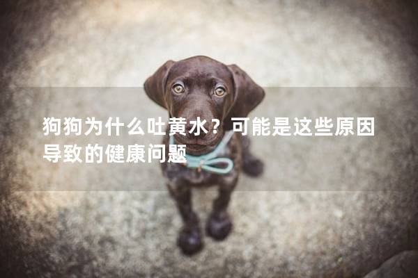 狗狗为什么吐黄水？可能是这些原因导致的健康问题