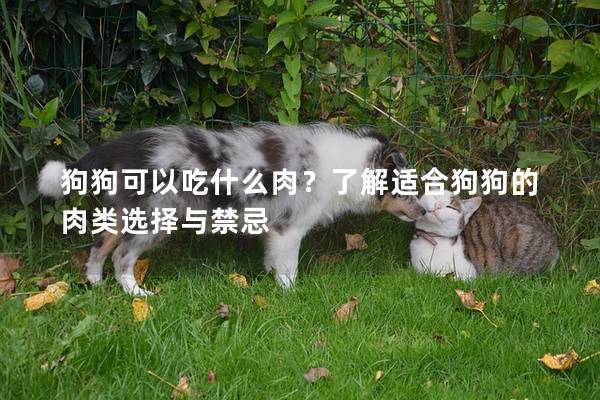 狗狗可以吃什么肉？了解适合狗狗的肉类选择与禁忌