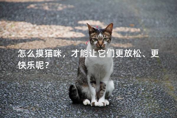怎么摸猫咪，才能让它们更放松、更快乐呢？