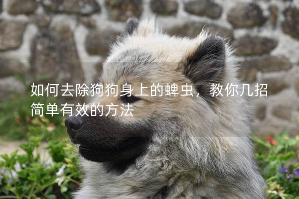 如何去除狗狗身上的蜱虫，教你几招简单有效的方法