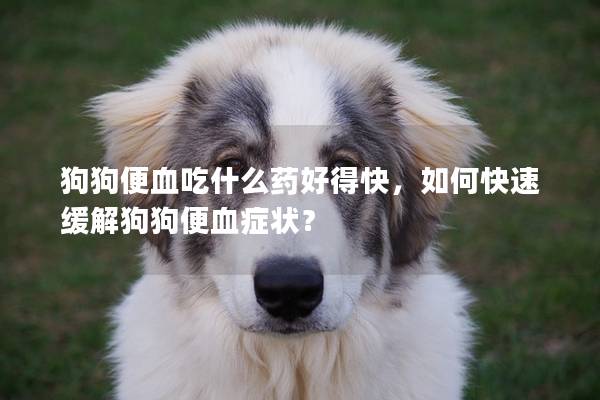 狗狗便血吃什么药好得快，如何快速缓解狗狗便血症状？