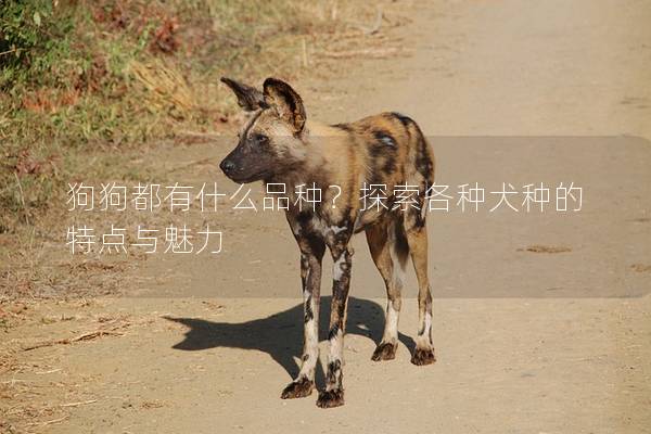 狗狗都有什么品种？探索各种犬种的特点与魅力