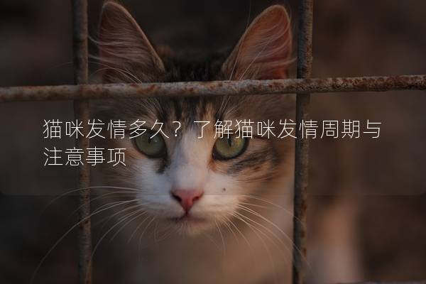 猫咪发情多久？了解猫咪发情周期与注意事项