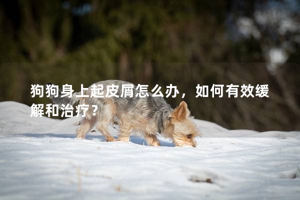 狗狗身上起皮屑怎么办，如何有效缓解和治疗？