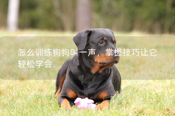 怎么训练狗狗叫一声，掌握技巧让它轻松学会