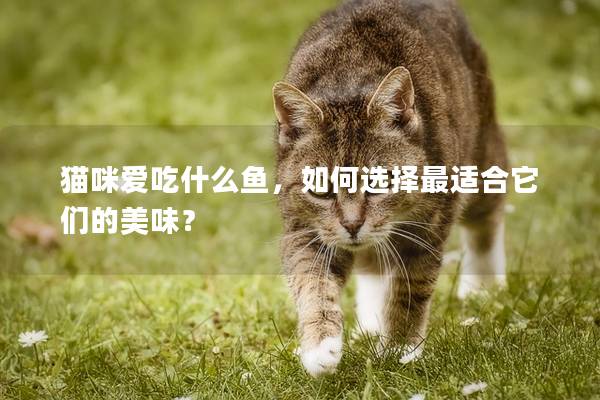 猫咪爱吃什么鱼，如何选择最适合它们的美味？