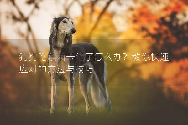 狗狗吃东西卡住了怎么办？教你快速应对的方法与技巧