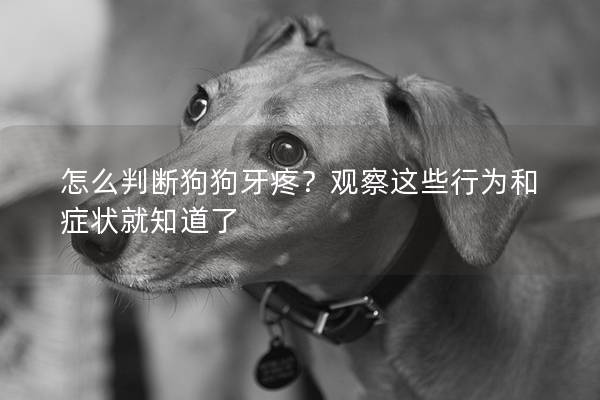 怎么判断狗狗牙疼？观察这些行为和症状就知道了