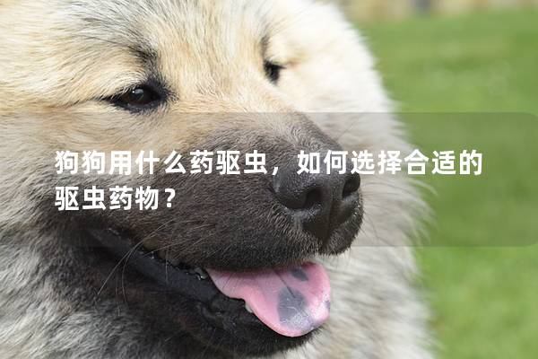 狗狗用什么药驱虫，如何选择合适的驱虫药物？