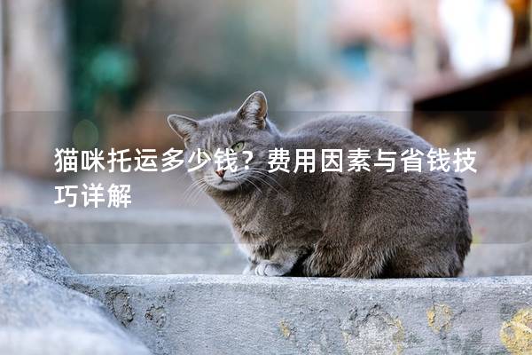猫咪托运多少钱？费用因素与省钱技巧详解