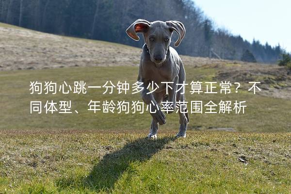 狗狗心跳一分钟多少下才算正常？不同体型、年龄狗狗心率范围全解析