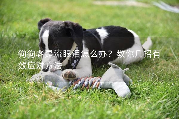 狗狗老是流眼泪怎么办？教你几招有效应对方法