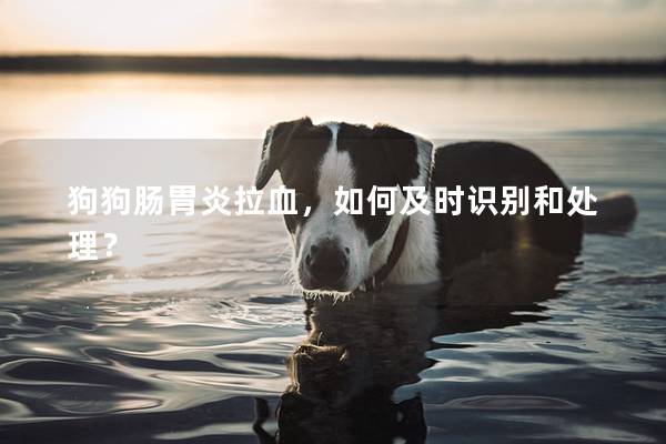 狗狗肠胃炎拉血，如何及时识别和处理？