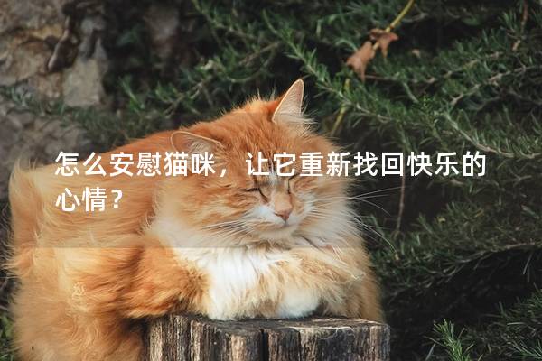 怎么安慰猫咪，让它重新找回快乐的心情？