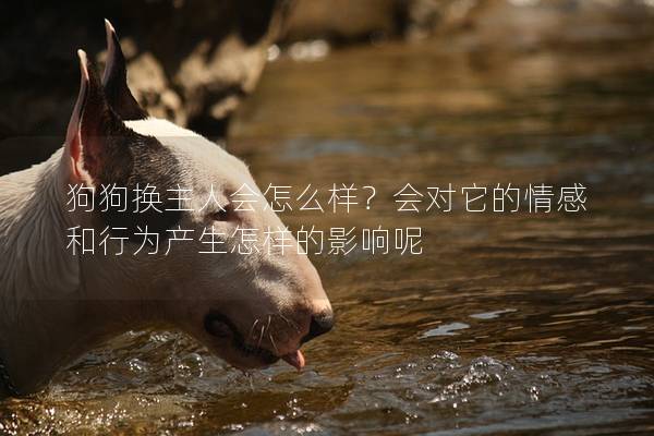 狗狗换主人会怎么样？会对它的情感和行为产生怎样的影响呢