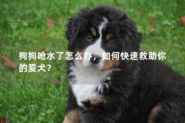 狗狗呛水了怎么办，如何快速救助你的爱犬？
