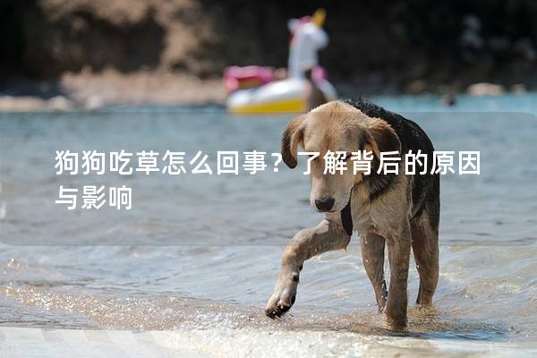 狗狗吃草怎么回事？了解背后的原因与影响